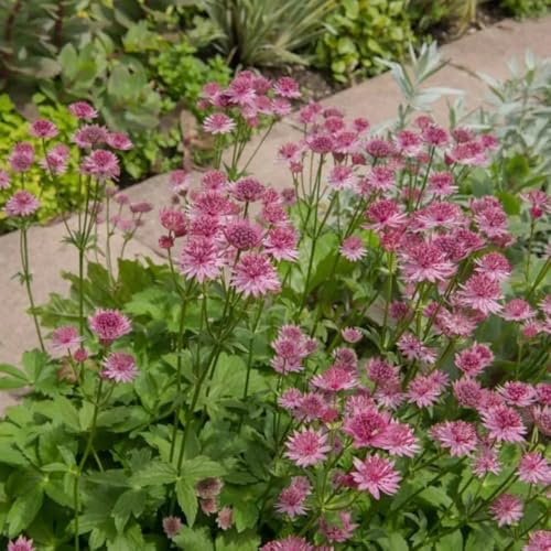 semi resistenti di imperatoria, rare da giardino roccioso serre da balcone giardino di semi estivi farfalle esterno come 300pcs