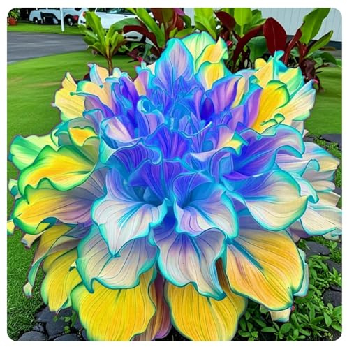Hosta Vaso Rari Crescita Rapida Bellissimo Giardino.-6knolle-F