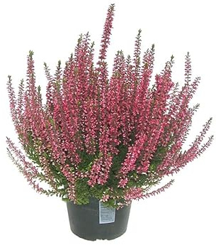 Calluna Vulgaris o Brecina Planta Arbustal Natural de Color Rosaceo