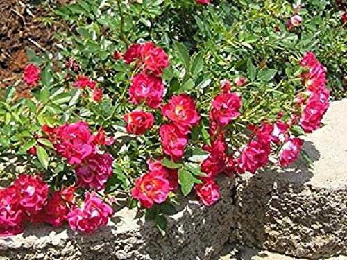 Red Drift® Groundcover Rose - Live Plant - (1 QT)