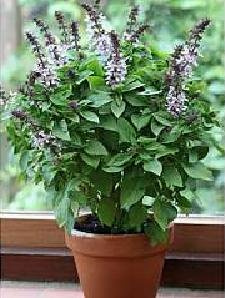 Basil Floral Spires Lavender Ocimum basilicum 250 Seeds