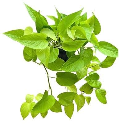 Epipremnum Aureum - Golden Neon Pothos Trailing Plant (Medium)
