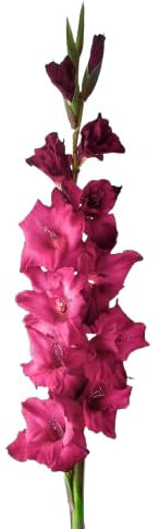 Gladiolo - Planta Natural de Exterior - Bulbo en Maceta de Fácil Cuidado