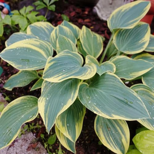 semi di hosta, perenni Hosta plantaginea, per esterno resistenti all'inverno semi di vecchie varietà rare 80pcs