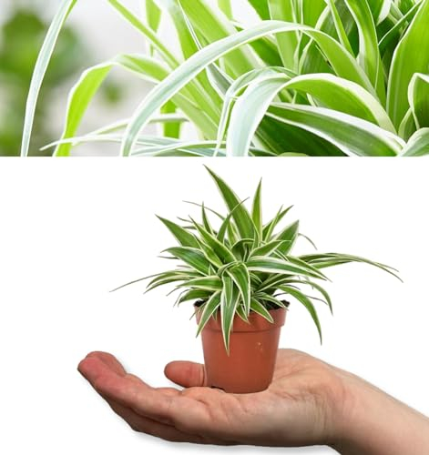 Spider Plant - Chlorophytum Ocean in 6cm Pot - Mini Indoor Plant - Compact Evergreen Perennial (1 Plant)
