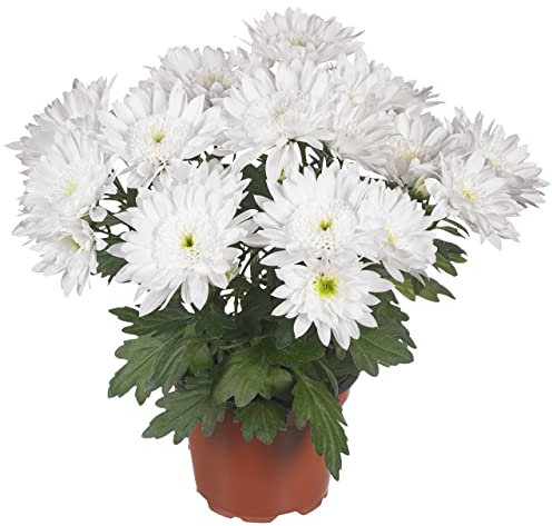 DECOALIVE Chrysanthemum Flor Blanca Planta Natural Crisantemo Blanco