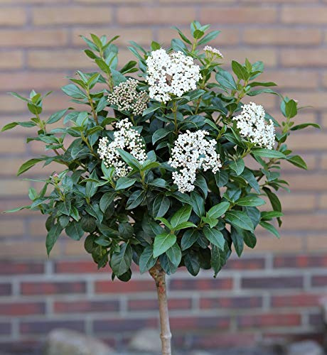 Hochstamm Mittelmeer Schneeball 60-80cm - Viburnum tinus - lebende Gartenpflanze aus den Baumschulen