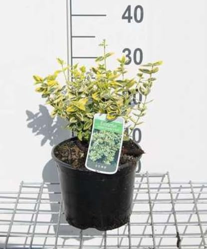 Euonymus fort. 'Em. 'n Gold' - Fusain De Fortune, Bonnet Carré 20-30 cm en pot