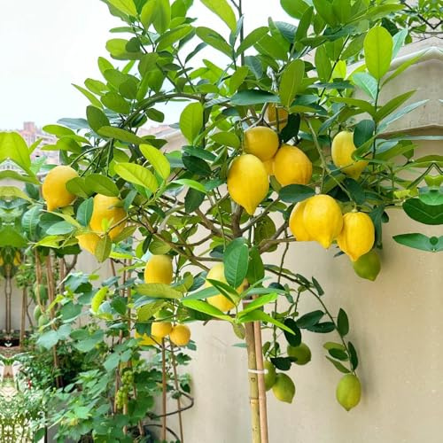 semillas de limonero - limonero - Las de jardín de rocas son resistentes, limon decoracion, 200pcs