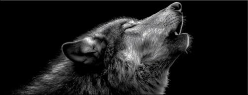 artissimo Bild aus Glas 80x30 cm Wolf AG5749A – Wildlife Wandbild schwarz weiß Tiere, Panorama Glasbild Querformat moderne Wanddeko
