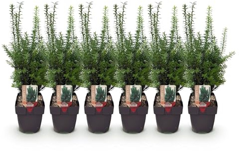 Taxus media Hillii – 6 Pflanzen für 1 Meter Hecke – Immergrün & winterhart – Eibe für dichte, schnittfeste Hecken – Ø17cm – Höhe ca. 60cm – Pflegeleicht