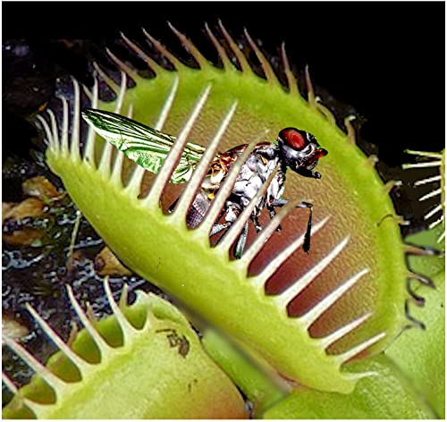 Carnivorous Plant Potting Soil - 1 Litre Venus Fly Trap, Sarracenia & Terrarium Repotting Compost - Hydrate at Home