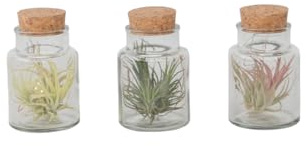 Plant in a Box - Tillandsien - Mix von 3 - Tillandsia - Luftpflanzen in dekorativer Glasflasche - Höhe 5-15cm