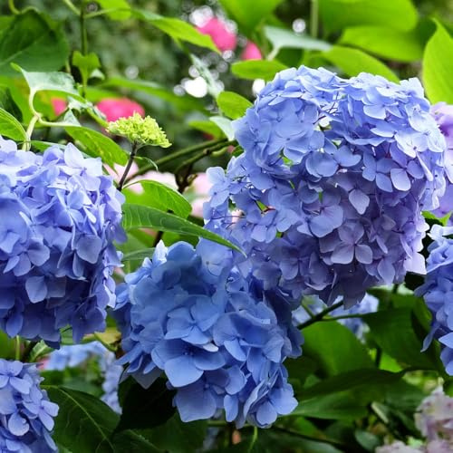 YouGarden Hydrangea 'Blue Mophead' Standard, Established Standard in 18cm Pot, Approximately 80-100cm Tall, Ready to Plant, Grow in Garden Borders or Patio Pots