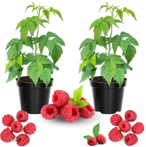 2 Raspberry Plants Live for Planting Outdoor, Raspberry Bushes Live Plant 5 to 10 Inches Height, Edible Berries Plants (Red Raspberry)