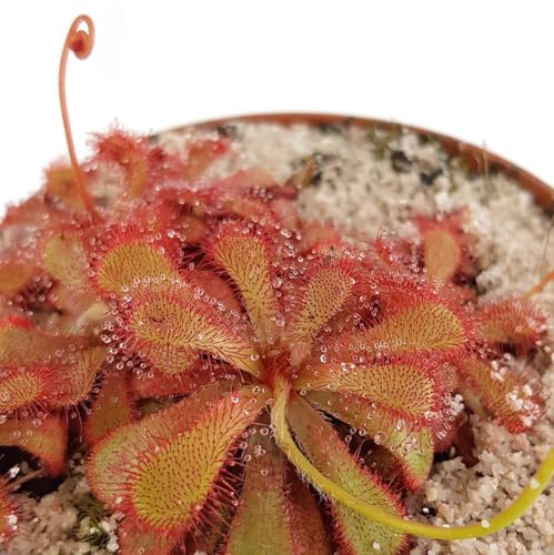 Fangblatt - Drosera Venusta - exotische fleischfressende Pflanze im Ø 9 cm Topf - faszinierende Karnivore - pflegeleichte Zimmerpflanze - Sonnentau