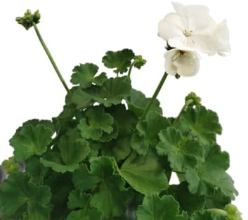 Geranio Blanco Natural DECOALIVE – Planta Viva en Maceta – Flores Vibrantes para Exterior e Interior