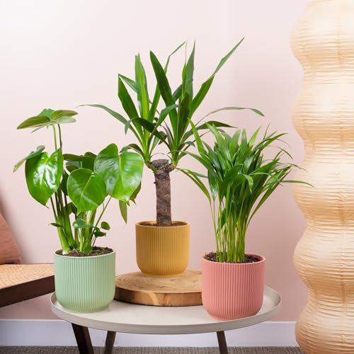 3 x Bundle di Piante da Interno - Formaggio Svizzero, Yucca Senza Spine, Palma Areca - Mix di Monstera Deliciosa, Yucca Elephantipes, Palma Areca Lutescens Grandi Piante Reali da Interno