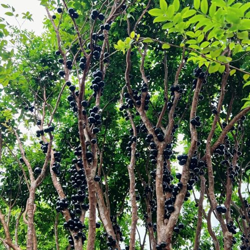 jabuticaba colonnari serrature balcone balcone serratura scalatrici rapida crescita semi bonsái interni 60pcs
