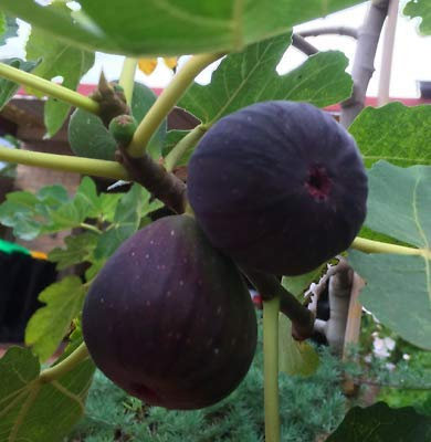 Genipap 20 semi di fico nero di Madeira
