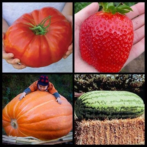 130 semi Coltivazione gigante ANGURIA FRAGOLA ZUCCA POMODORO