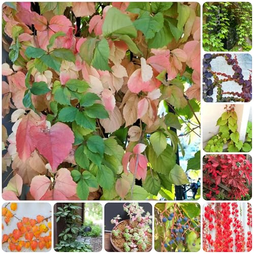 wilder wein, jungfernrebe - exotische winterharte garten Parthenocissus Quinquefolia kletterpflanze deko wohnzimmer hängepflanzenzaun deko vines balkon für sonnige plätze immergrün 500samen