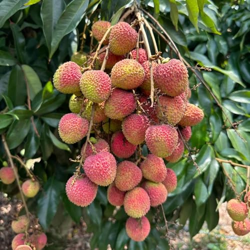 Semi di litchi - regali per gli amanti del giardino da nani resistenti comprare da resistenti per il giardino 35pcs