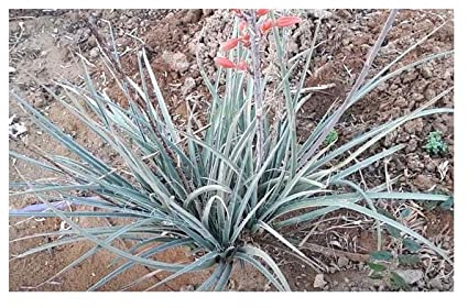 Pcs - 10x Hesperaloe Parviflora Red Yucca Garden Plants - Seeds ID929 & Plants Shop by Ipsa