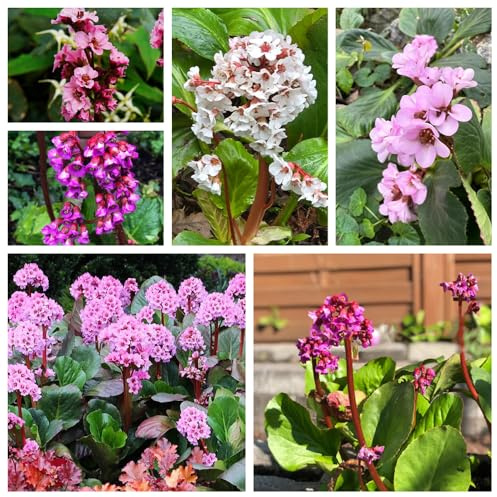 semi di Bergenia, rare resistenti Decorazioni giardino 250pcs