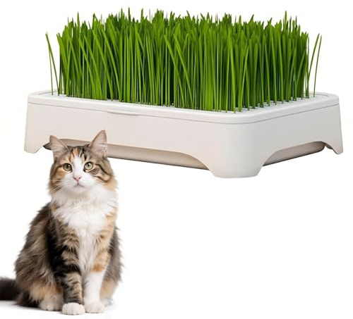 PYRUVAE Plateau Herbe à Chat, 1 Set Kit Herbe à Chat, Herbe à Chat, Graine Herbe à Chat, Plateau de Semis, 3-teilig Démontable, Für Herbe à Chat-Croissance