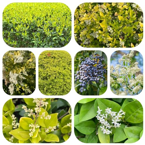 semi di ligustro - in vaso resistente giardino roccioso balcone resistenti, adatte al pieno sole varietà antiche biologiche 300pcs
