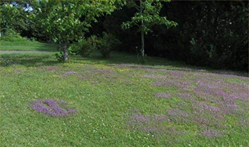 Thyme Purple Creeping Dwarf, Approx: 1000 Seeds, Herb Seed