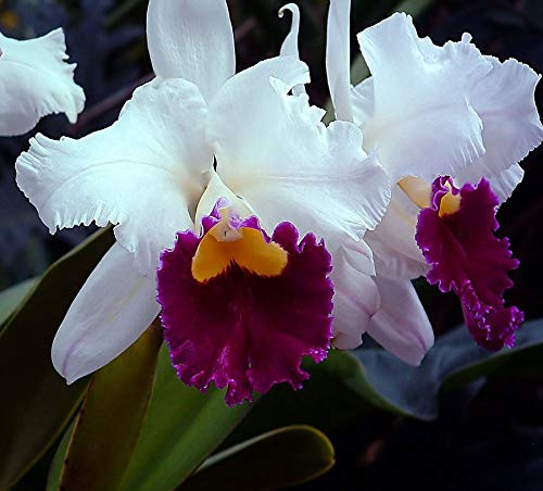 Semillas de Orquídeas Cattleya Multicolor Mariposa Orchidee Bonsai 200pcs