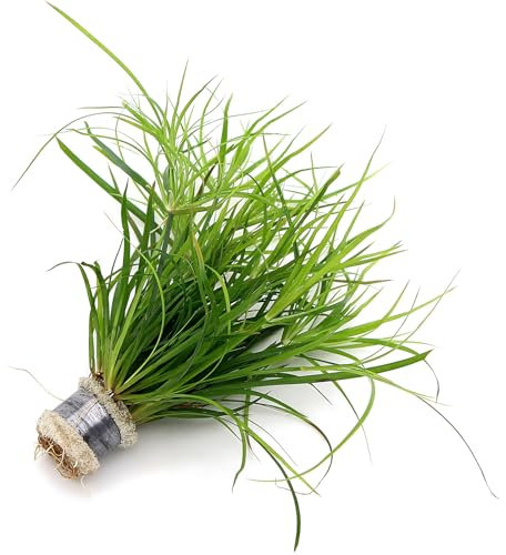 K2AQUA Juncus Repens Live Aquarium Plant for Freshwater Tropical Tank Aquascaping