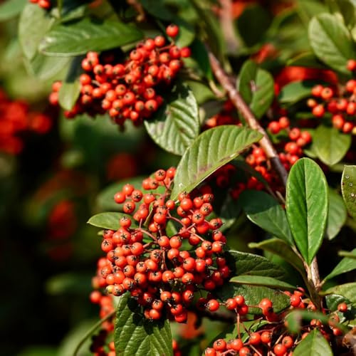 Semillas de cotoneaster para cubrir el suelo. semillas de cotoneaster, Cotoneaster dammeri, de balcón arbustos en resistentes regalos para jardineros de 450pcs