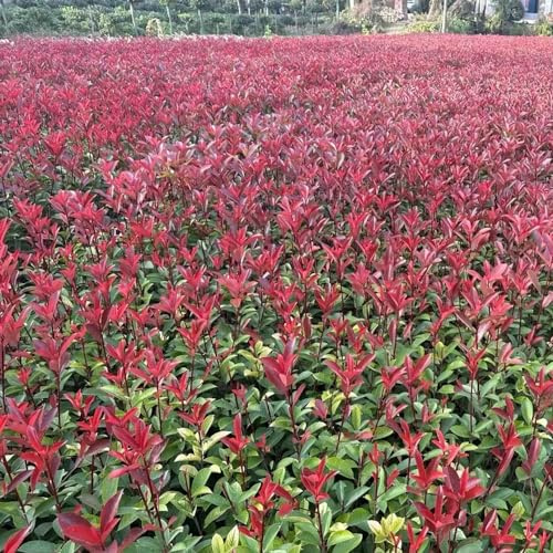 semi Photinia red robin - estivi decorative selvatiche resistenti vaso selvatici balcone giardino decorazione giardino 500pcs