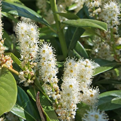 semi di alloro ciliegio, esotiche giardino per esterni ornamentale resistente 20pcs