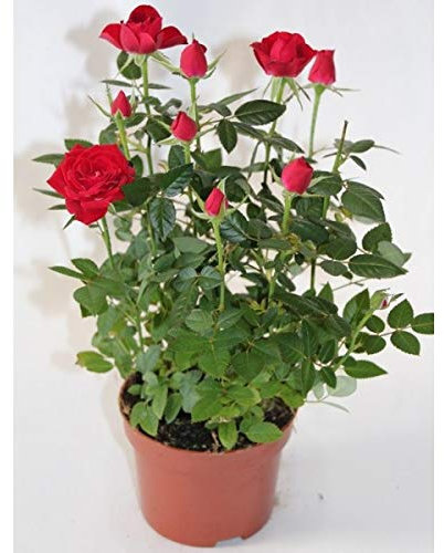 Rosal miniatura Pitimini (Blanco)