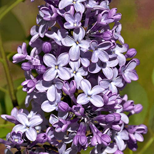 Syringa Michel Buchner | Common Lilac | Ornamental Flowering Garden Tree | 5-6ft