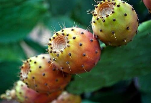 500 Graines de Figuier de Barbarie, Opuntia ficus-indica seeds:Seeds only