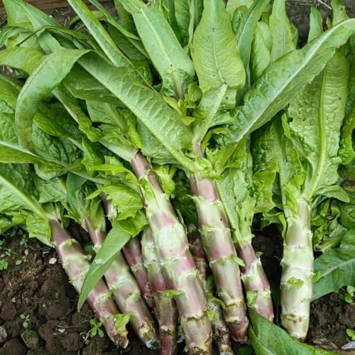 semillas de ensalada de espárragos orgánicos y de ndo ensalada de espárragos camas elevadas para jardín de balcón de invernadero 300pcs