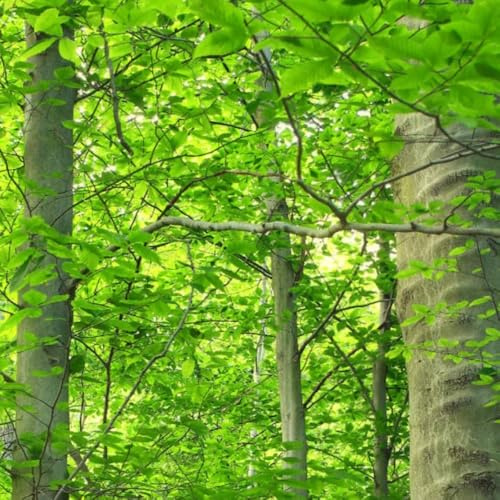 Haya europea bonsái Fagus sylvatica serrature balcone decorazione ufficio semi interni esotici giardino scalapante 225pcs