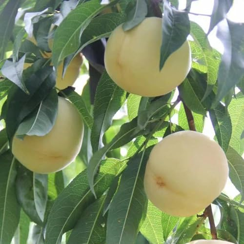 2 pezzi acquistare semi di melocotonero - colonnari nano esotico resistente, colonnario resistente, bonsái interno bonsái