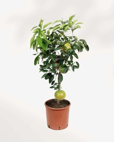 Pomelo Pummelo Citrus maxima pianta innestata in vaso ø20 cm h 100/120 cm Agrumi di Sicilia Made in Italy Vivaio di Castelletto