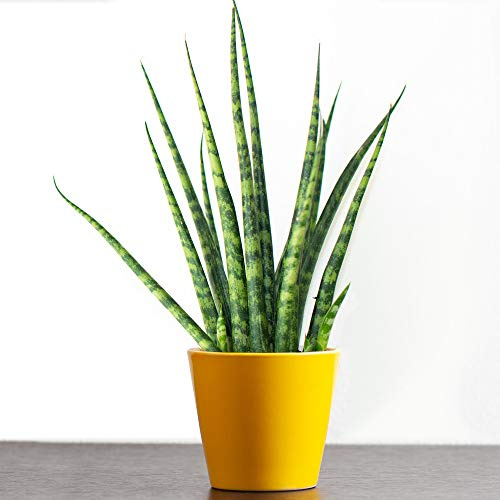 Sansevieria Cylindrica Spaghetti Cadeau Plante d'intérieur en Pot pour la Maison ou le Bureau