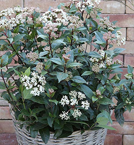Mittelmeer Schneeball Eve Price 25-30cm - Viburnum tinus - lebende Gartenpflanze aus den Baumschulen
