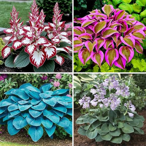 Rizomi resistenti alle scintille invernali - Hosta resistente per giardino e decorazione della casa-4 Hosta knolle-X