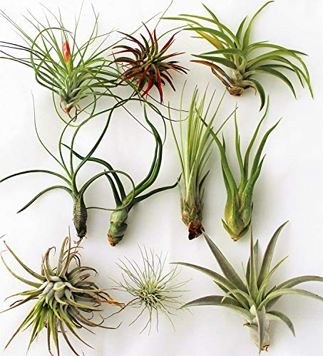 3 Tillandsia-mix, luftväxt, inomhusväxt,