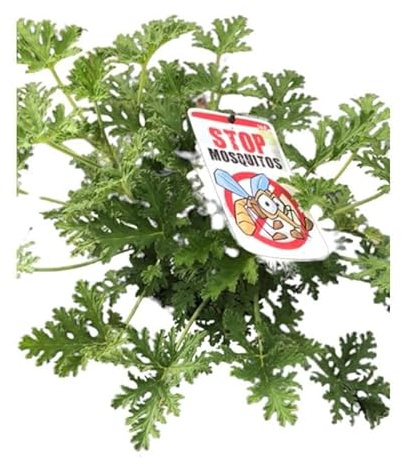 Geranio Limón La Planta Aromática y Decorativa para Tu Hogar o Negocio