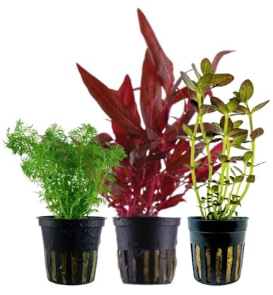 AquaOne Aquarium Pflanzen 3X Wasserpflanzen Mittelgrund Aquarienpflanzen | Alternanthera reineckii Limnophila Bacopa